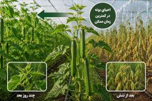 cucumber-plant-recovery-power-1