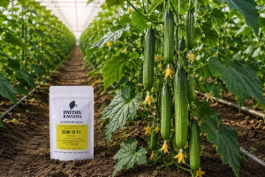 good-greenhouse-cucumber-seeds
