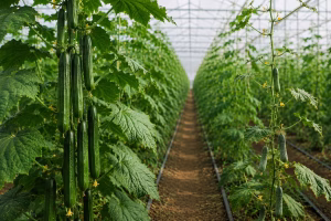 strong-plant-cucumber-seeds
