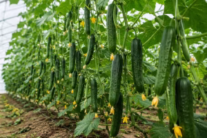 summer-cucumber-seed-features-2